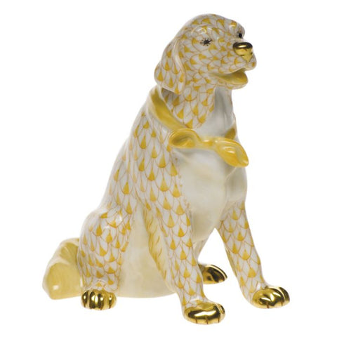 Golden Retriever-Butterscotch