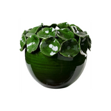 Cachepot with Petals, Green