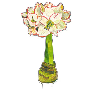 White Amaryllis Small