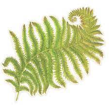 Die-Cut Fern Placemat