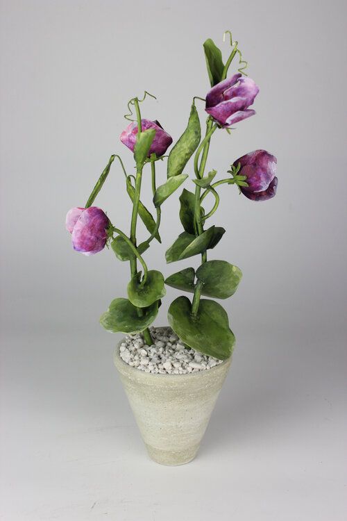 April Sweetpea in White Terracotta Pot